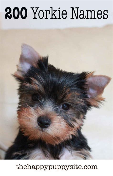 fletcher dior yorkshire names|Yorkie Dog Names – 330 Adorable Yorkshire Terrier Name Ideas.